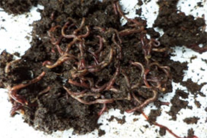 closeup image of vermicompost